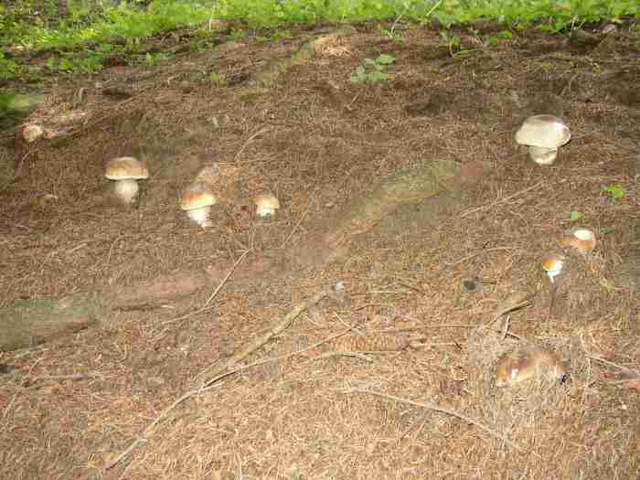  Image name: 00_109 Porcino.jpg 
 width: 700 pixel 
 height: 525 pixel 
 Size: 36085 bytes 
 Click to enlarge 